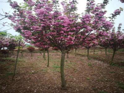 櫻花(huā)樹
