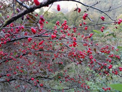 山(shān)茱叟