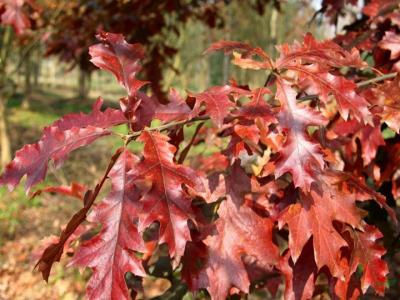 北美紅栎