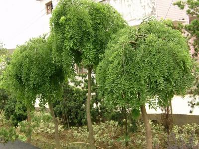 國(guó)槐嫁接龍爪槐時間和方法（龍爪槐的嫁接方法）