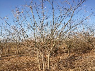 叢生國(guó)槐可(kě)以插枝繁殖嗎嗎