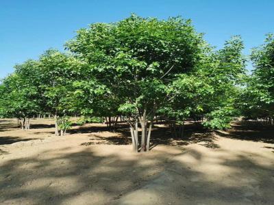 叢生國(guó)槐為(wèi)什麽不開花(huā)