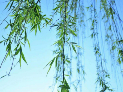 别墅區(qū)種植垂柳可(kě)以提高環境的檔次
