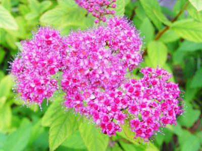 金山(shān)繡線(xiàn)菊