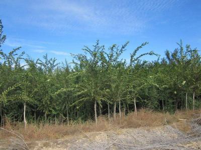 長(cháng)枝榆和圓冠榆有(yǒu)什麽區(qū)别