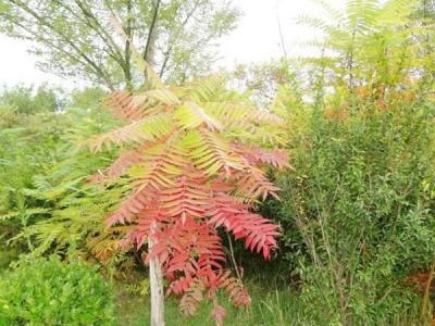 院子裏種植臭椿風水好嗎？