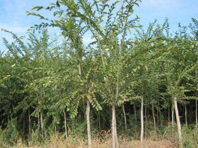 長(cháng)枝榆