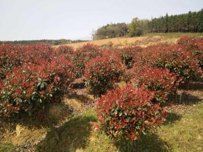 1米的紅葉石楠球需要多(duō)少年