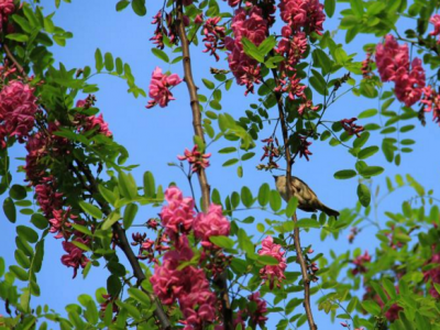 香花(huā)槐蜂蜜有(yǒu)哪些方面的效果呢(ne)