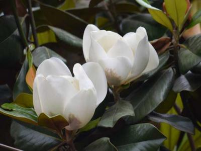 白玉蘭花(huā)語是什麽？