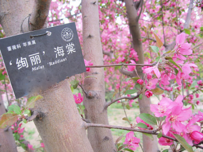 絢麗海棠和北美海棠的區(qū)别