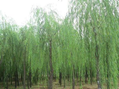 十公(gōng)分(fēn)垂柳樹苗價格