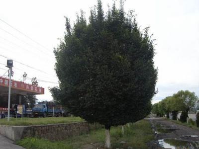 圓冠榆葉片脫落什麽原因，怎麽辦(bàn)