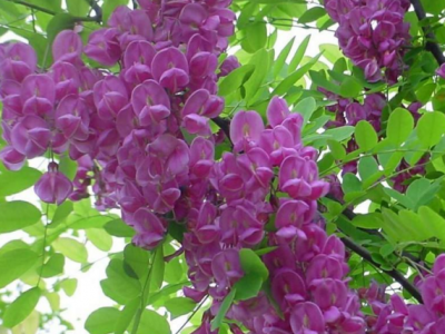 種植香花(huā)槐需要注意什麽問題呢(ne)