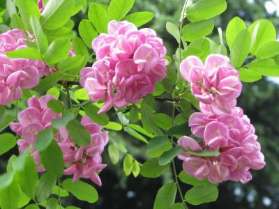 香花(huā)槐