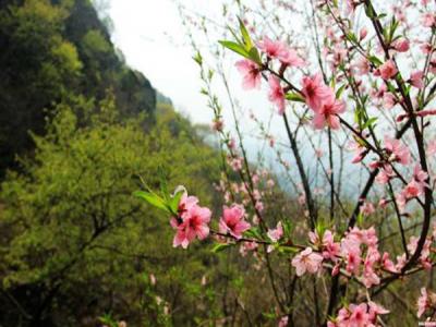是應該選擇山(shān)桃還是山(shān)杏