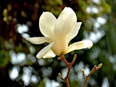 白玉蘭和白蘭花(huā)的區(qū)别