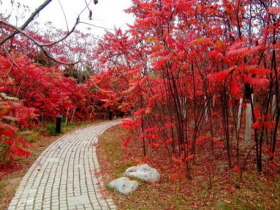 合理(lǐ)利用(yòng)火炬樹可(kě)以達到變廢為(wèi)寶