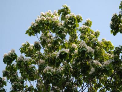 楸樹什麽時候開花(huā)？