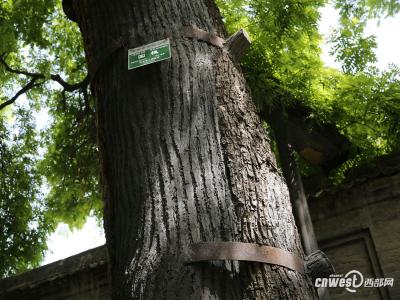 截枯枝補空洞修古樹 書院門千年國(guó)槐重煥生機