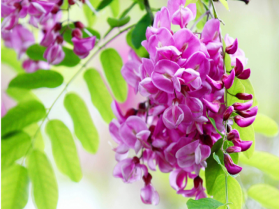 香花(huā)槐可(kě)以給人們帶來很(hěn)好的觀賞價值