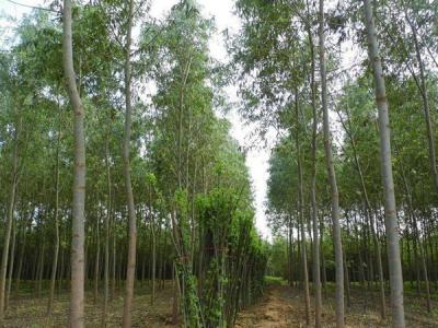速生柳樹可(kě)以用(yòng)來做什麽？