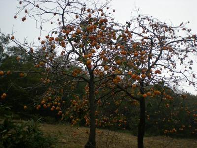 不推薦大家在院子内種植柿子樹的原因是什麽？