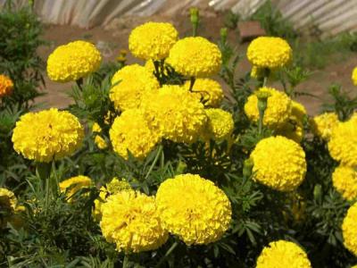 萬壽菊的花(huā)語是什麽？