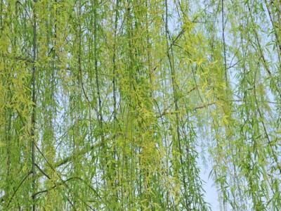 柳樹都有(yǒu)哪些品種？
