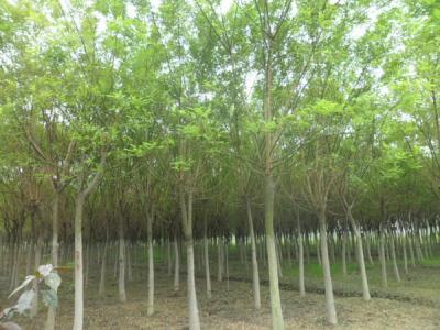 國(guó)槐的種植技(jì )術