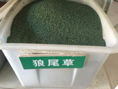 狼尾草(cǎo)種子