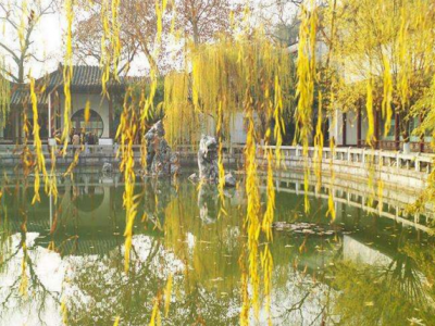 沙丘的綠被規劃選擇黃柳可(kě)物(wù)盡其用(yòng)