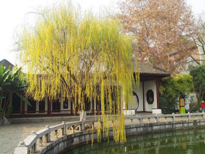 黃柳可(kě)以很(hěn)好的适應一些土壤幹旱的地區(qū)