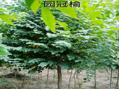 市面上3公(gōng)分(fēn)圓冠榆小(xiǎo)苗的市場價格是多(duō)少？