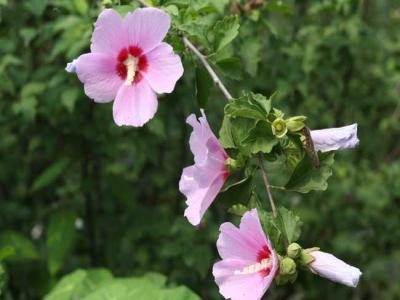 木(mù)槿都有(yǒu)哪些品種，花(huā)都有(yǒu)什麽特點？