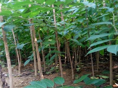 杜仲樹的種植需要注意些什麽？