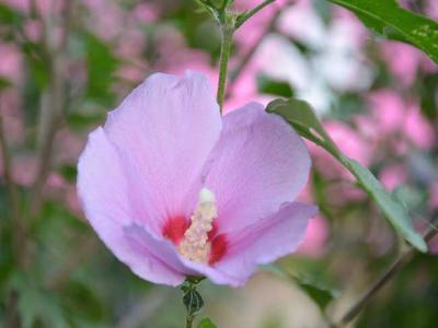 木(mù)槿花(huā)的花(huā)語和傳說