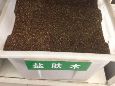 鹽膚木(mù)種子