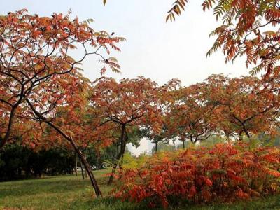 火炬樹小(xiǎo)苗價格