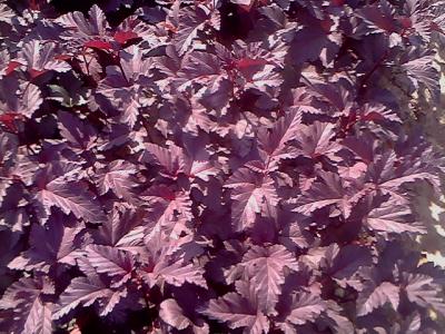 紫葉風箱果的小(xiǎo)苗去哪裏能(néng)買得到 ?