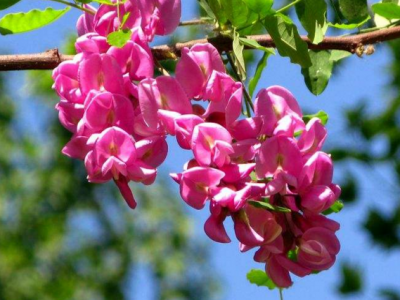 香花(huā)槐的種植需要防範的事項有(yǒu)哪些