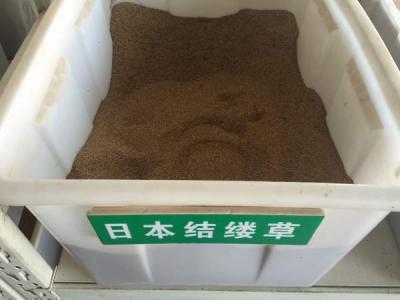 結縷草(cǎo)種子