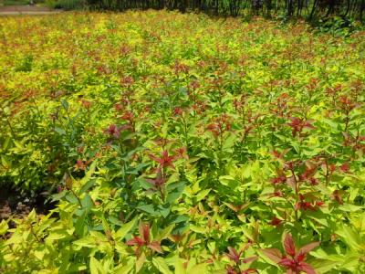 金山(shān)繡線(xiàn)菊種植密度是多(duō)少