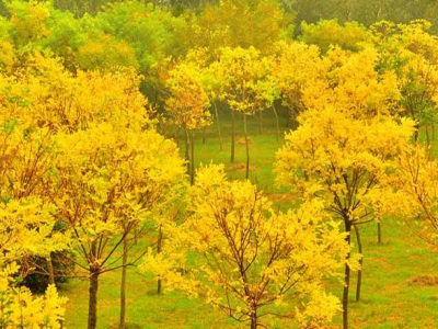 金枝槐用(yòng)于風景區(qū)的點綴具(jù)有(yǒu)哪些意義