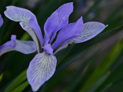 馬蓮花(huā)
