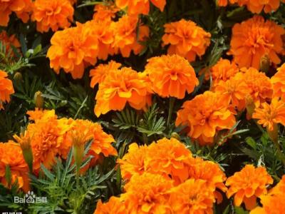 爽朗活潑的孔雀草(cǎo)，居然被向日葵搶去了本名(míng)！