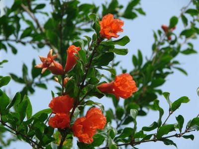 花(huā)石榴