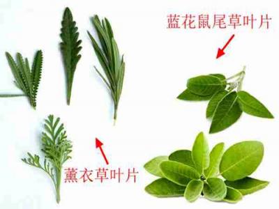 藍花(huā)鼠尾草(cǎo)與薰衣草(cǎo)的區(qū)别