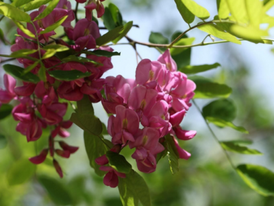 香花(huā)槐是通過什麽方式繁殖生長(cháng)
