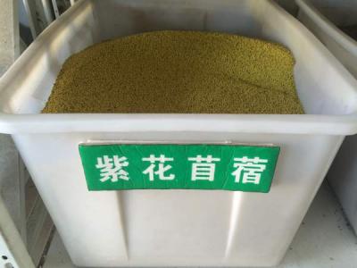 紫花(huā)苜蓿種子